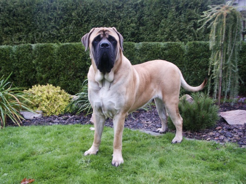 ANGLICK MASTIFF